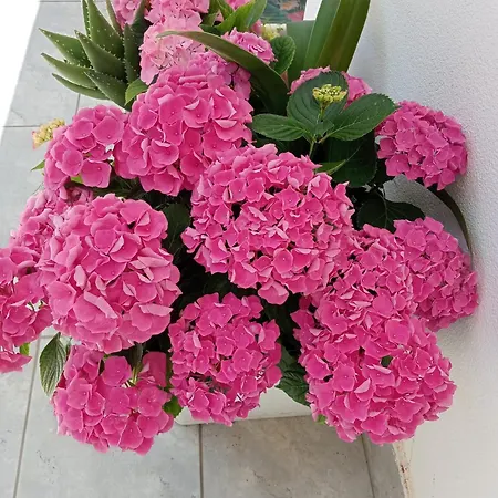 Kamalei فندق مبيت وإفطار تروبيا