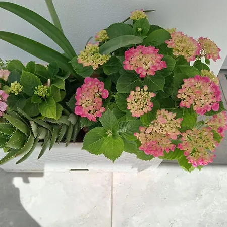 Kamalei فندق مبيت وإفطار