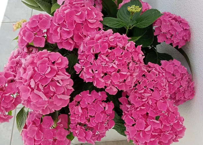 Kamalei לינה וארוחת בוקר טרופאה