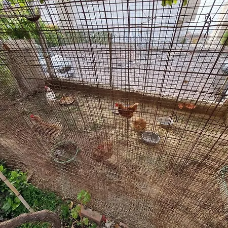Panzió Kamalei Tropea